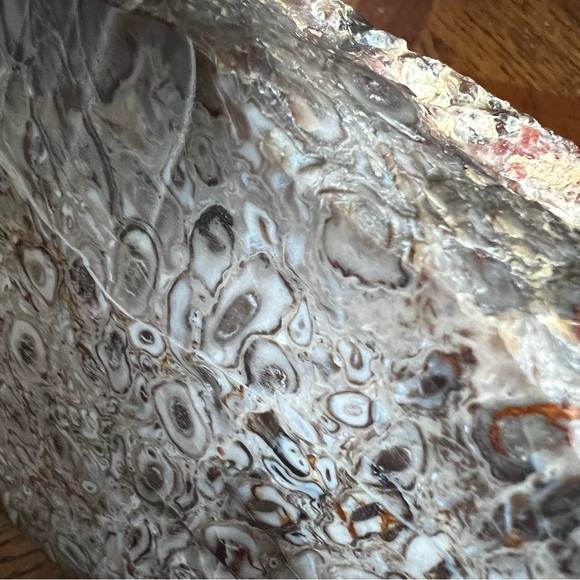 Rare Petrified Palm Root Fossil Stone California Home Decor Display Rock - Picture 15 of 15